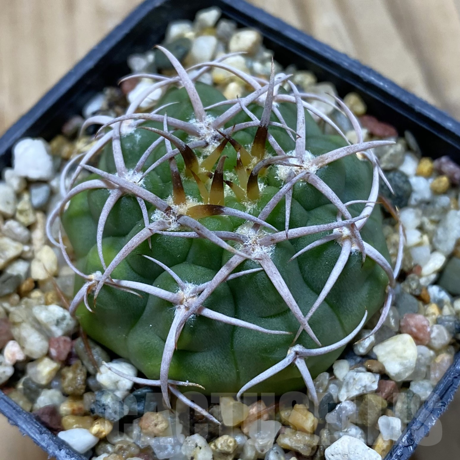 SH16235 Gymnocalycium ferocior VG 512