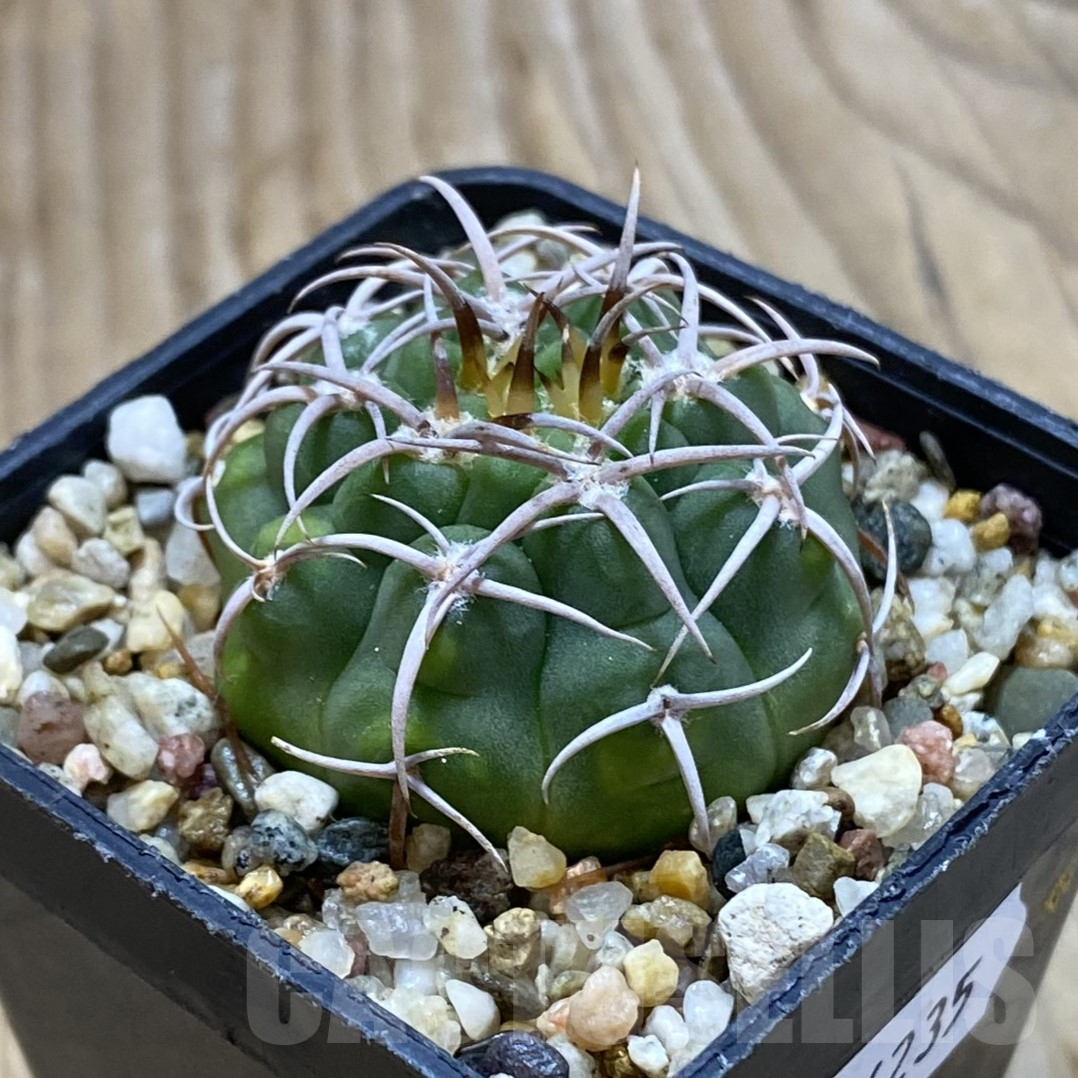 SH16235 Gymnocalycium ferocior VG 512 - Image 2