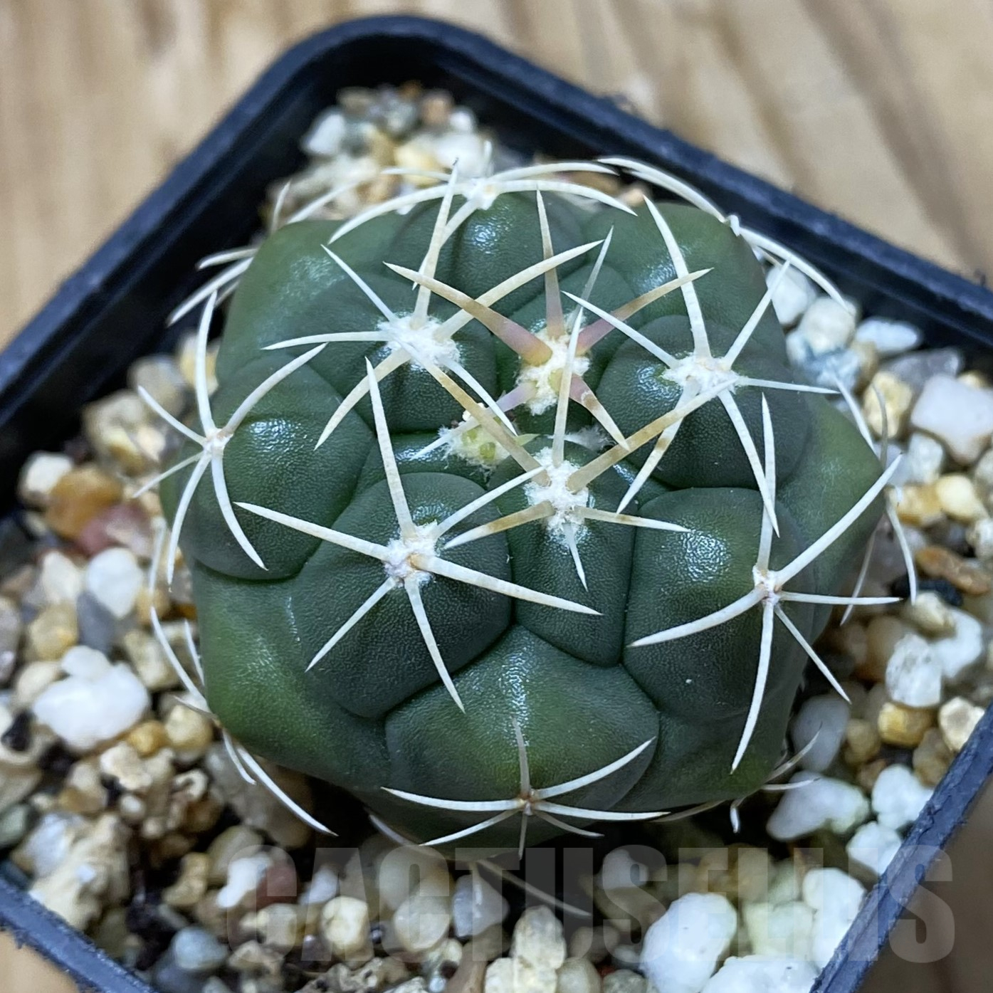 SH16236 Thelocactus heterochromus MZ 739