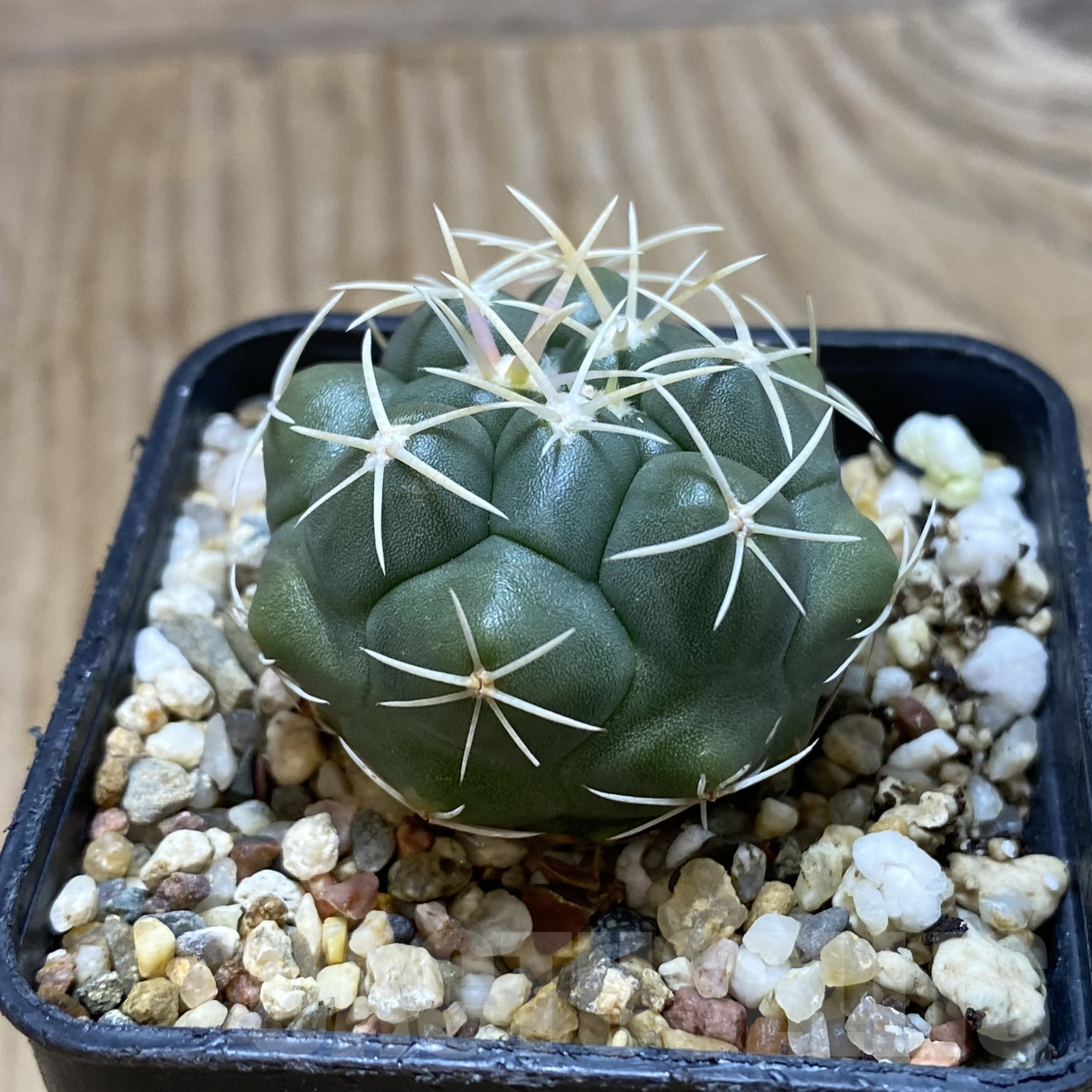 SH16236 Thelocactus heterochromus MZ 739 - Imagen 2