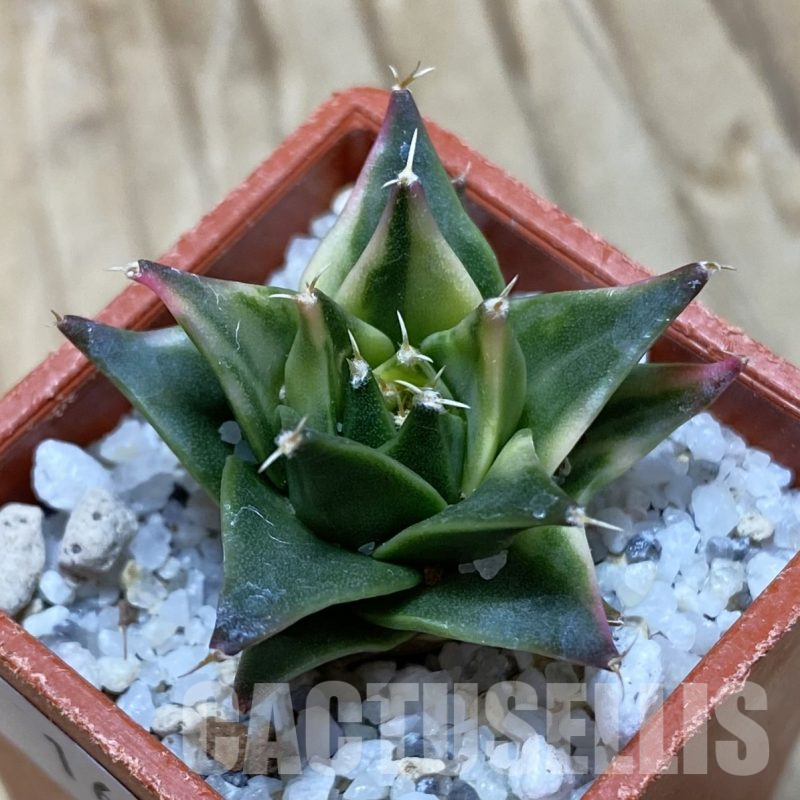 SH16239 Obregonia denigrii f. variegata