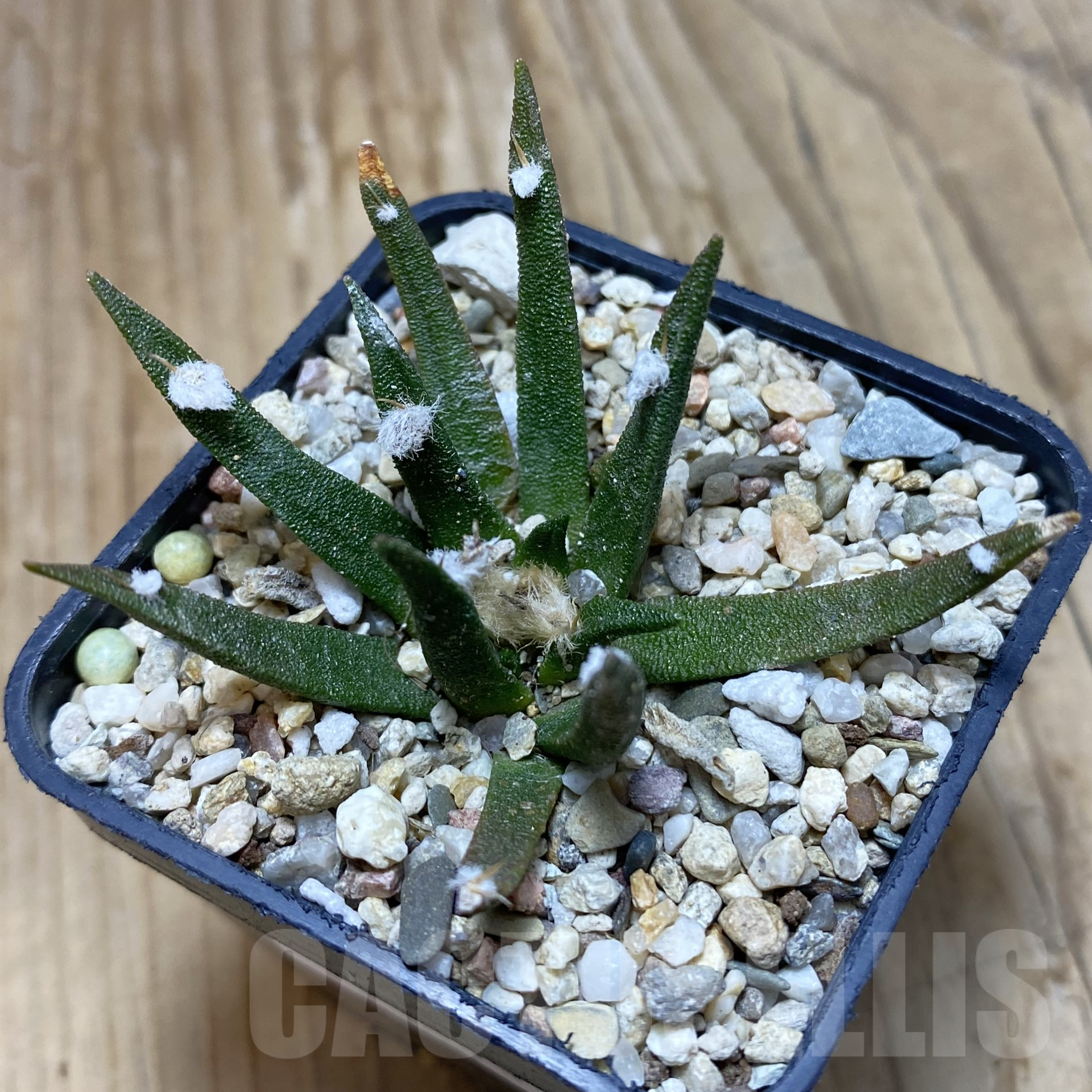 SH16243 Ariocarpus agavoides, old 10 years