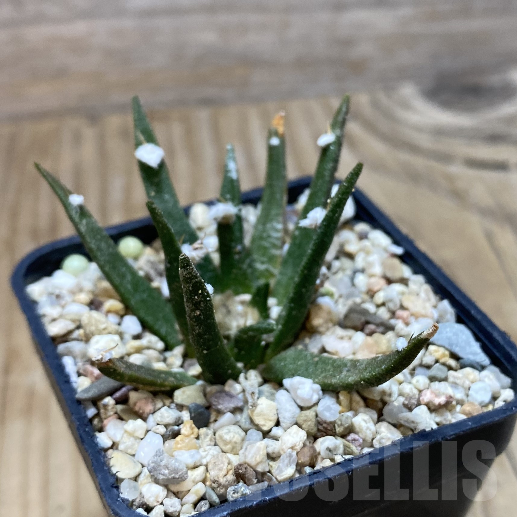 SH16243 Ariocarpus agavoides, old 10 years - Image 2