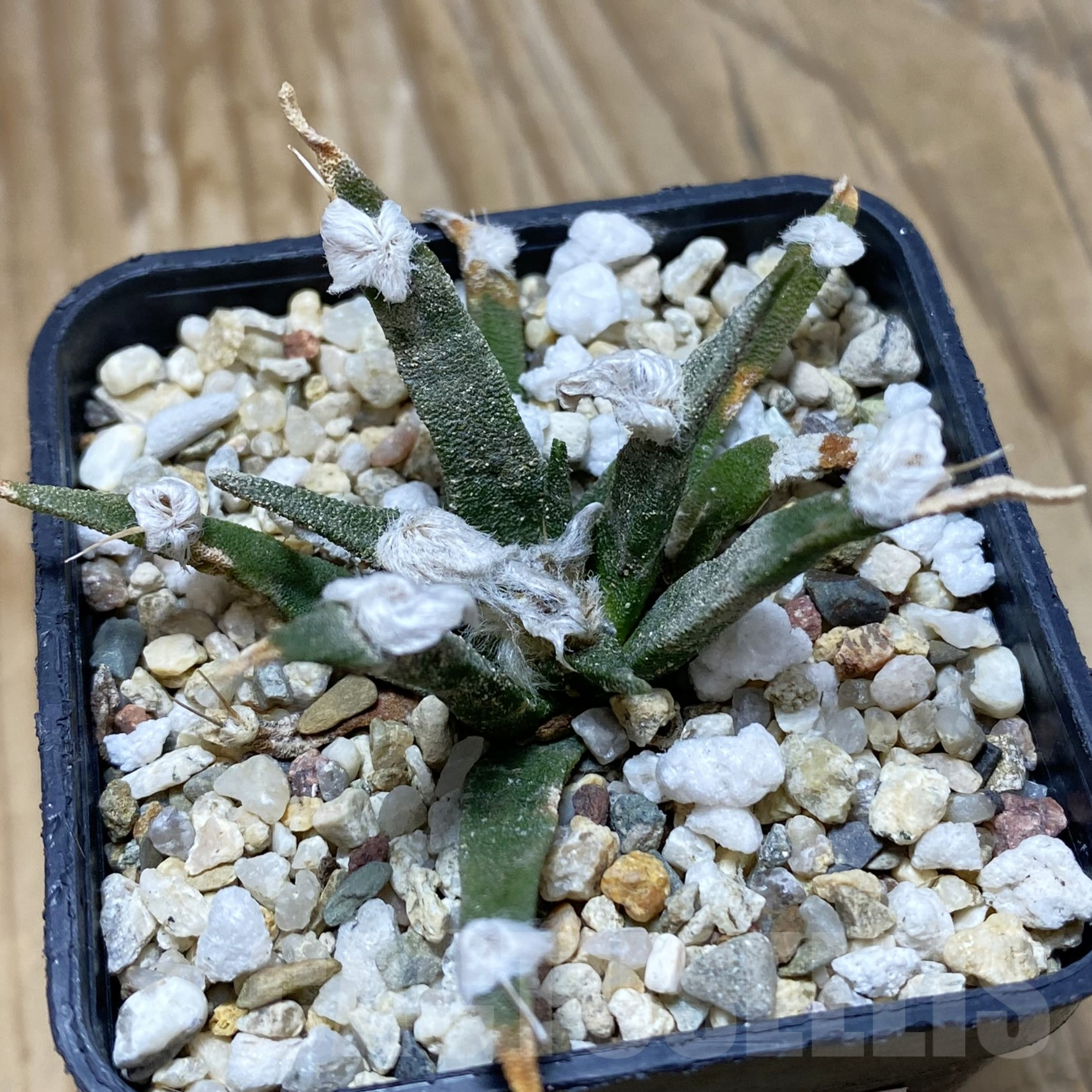 SH16244 Ariocarpus agavoides, old 10 years