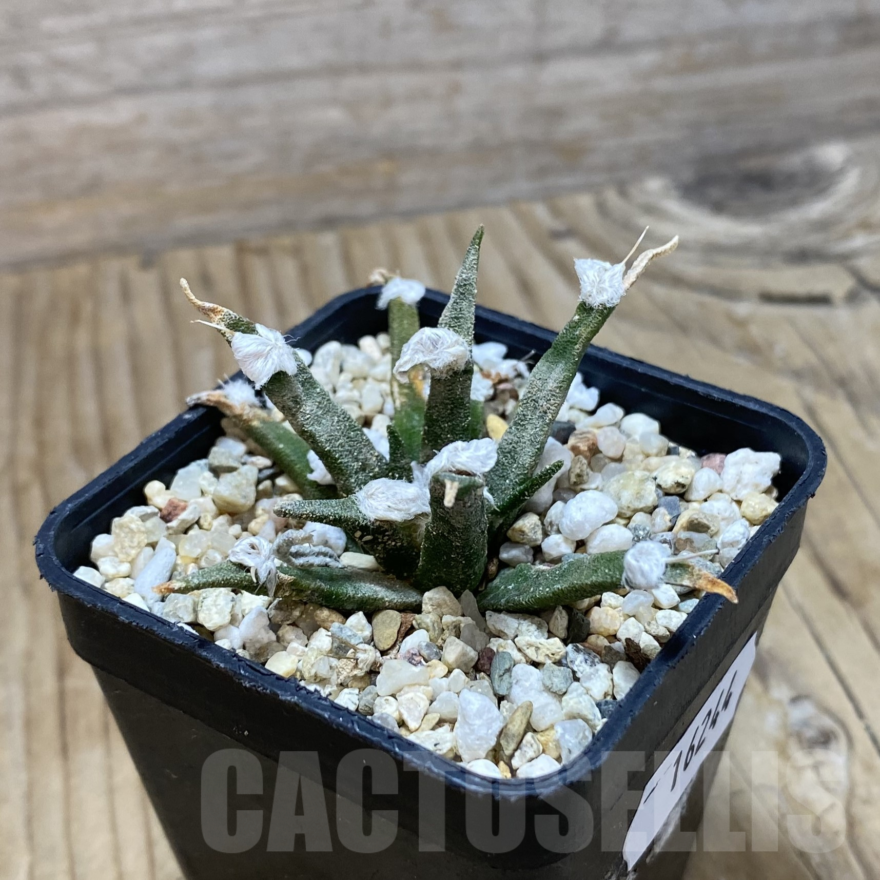 SH16244 Ariocarpus agavoides, old 10 years - Image 2