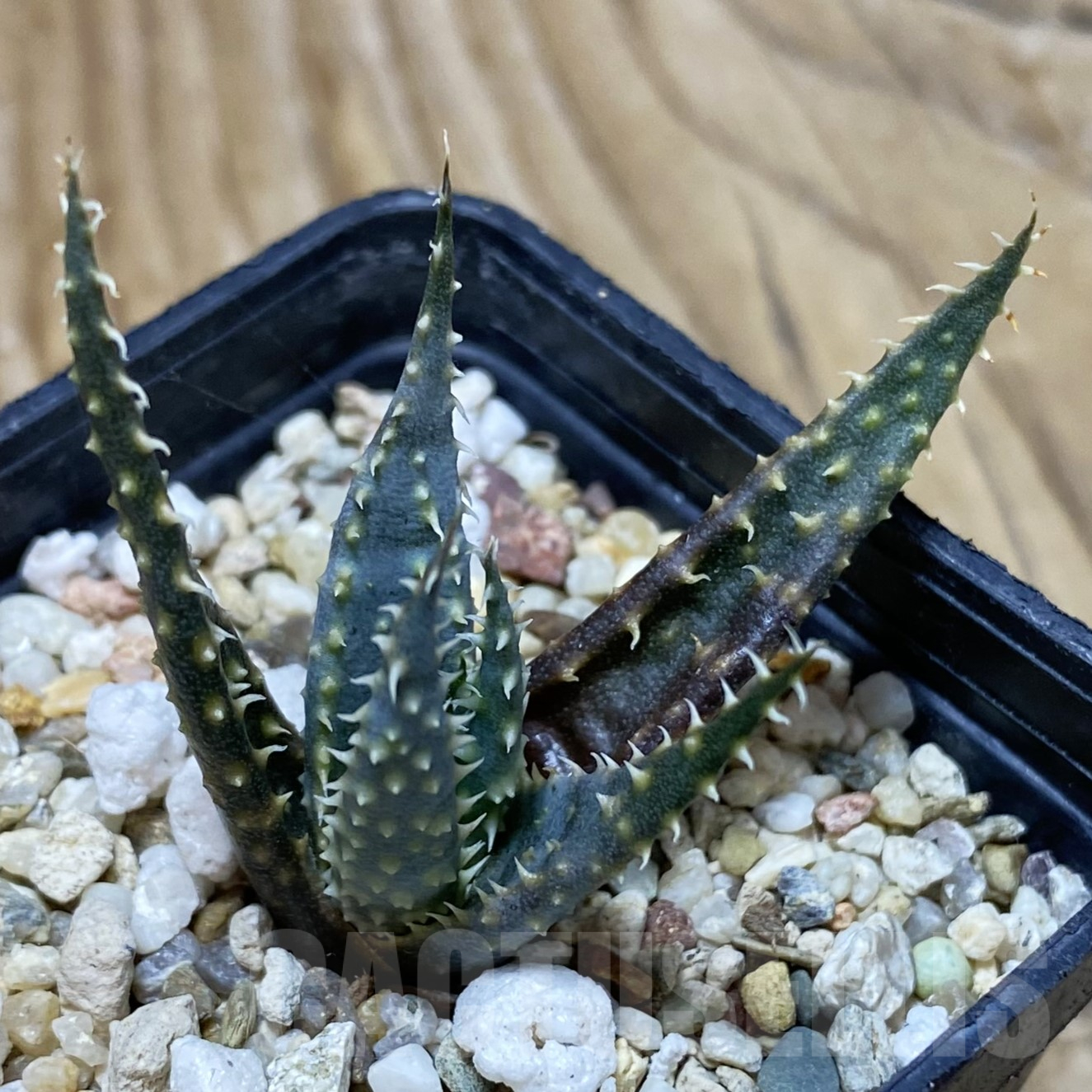 SH16247 Aloe florenceae