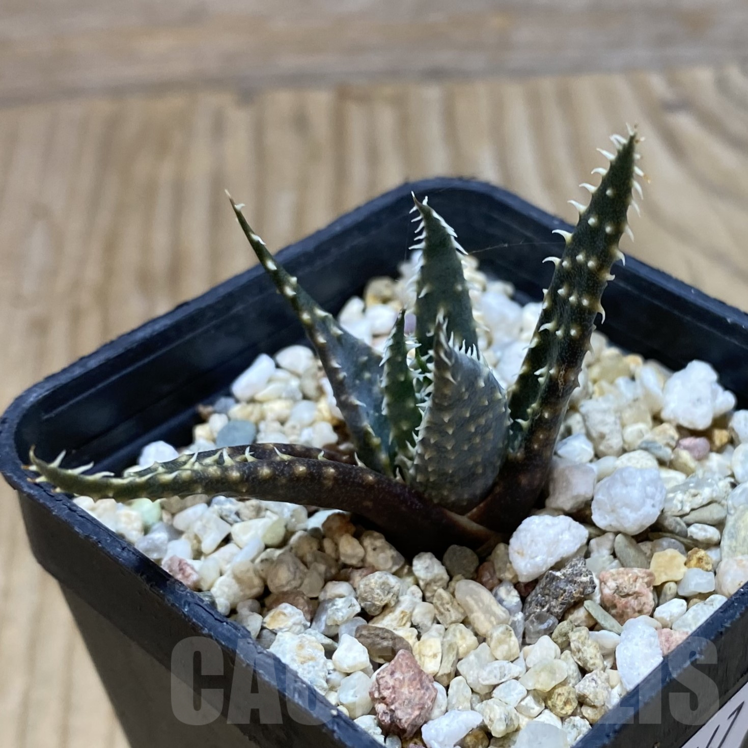SH16247 Aloe florenceae - immagine 2
