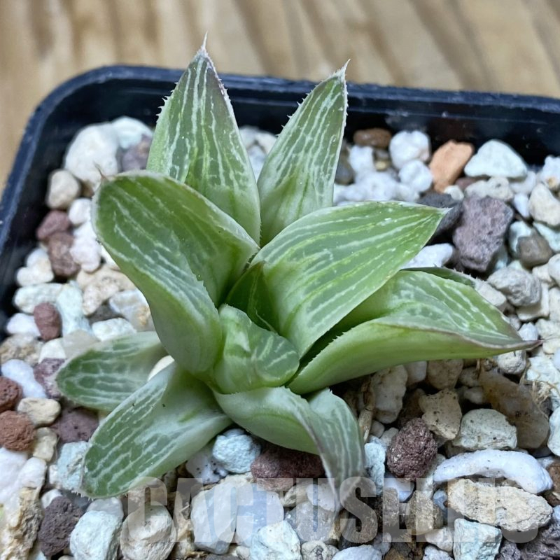 SH16248 Haworthia 'Milky way'