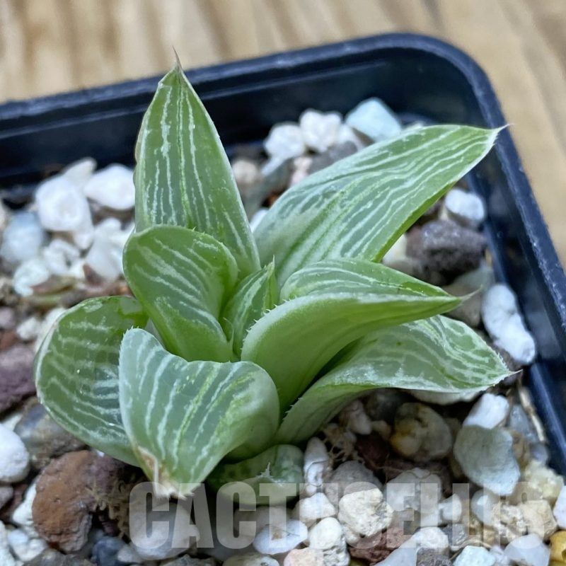 SH16249 Haworthia 'Milky way'