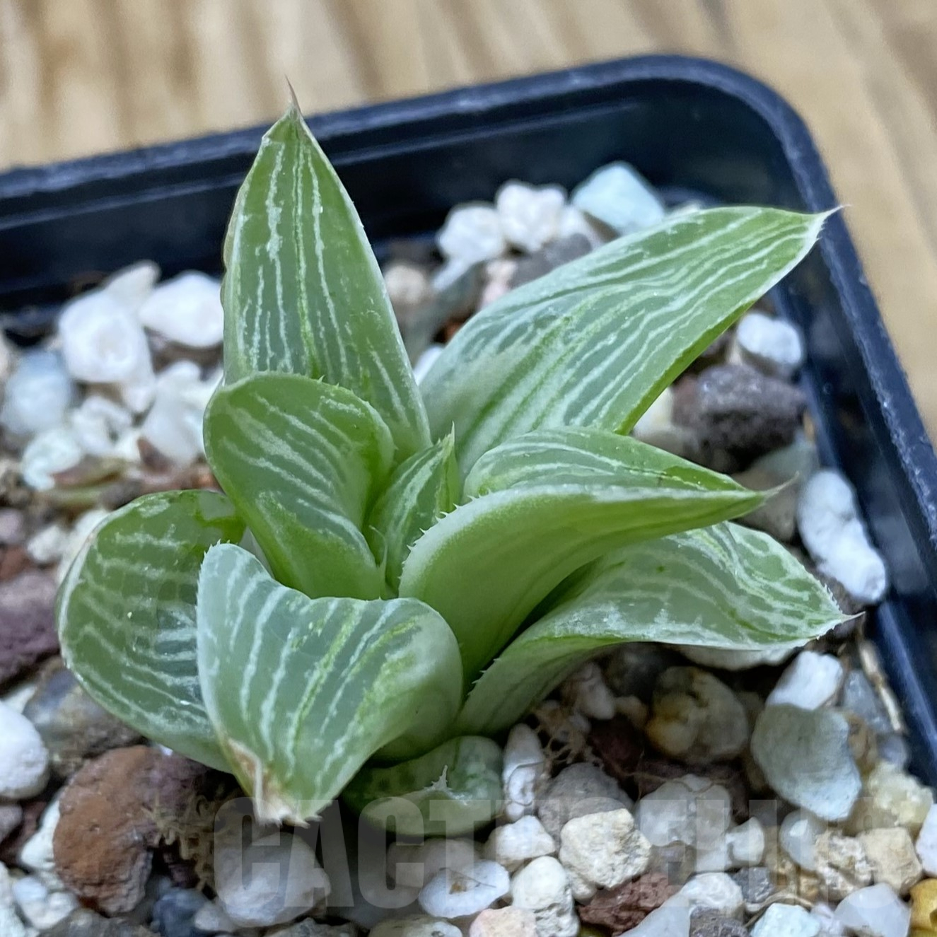 SH16249 Haworthia 'Milky way'