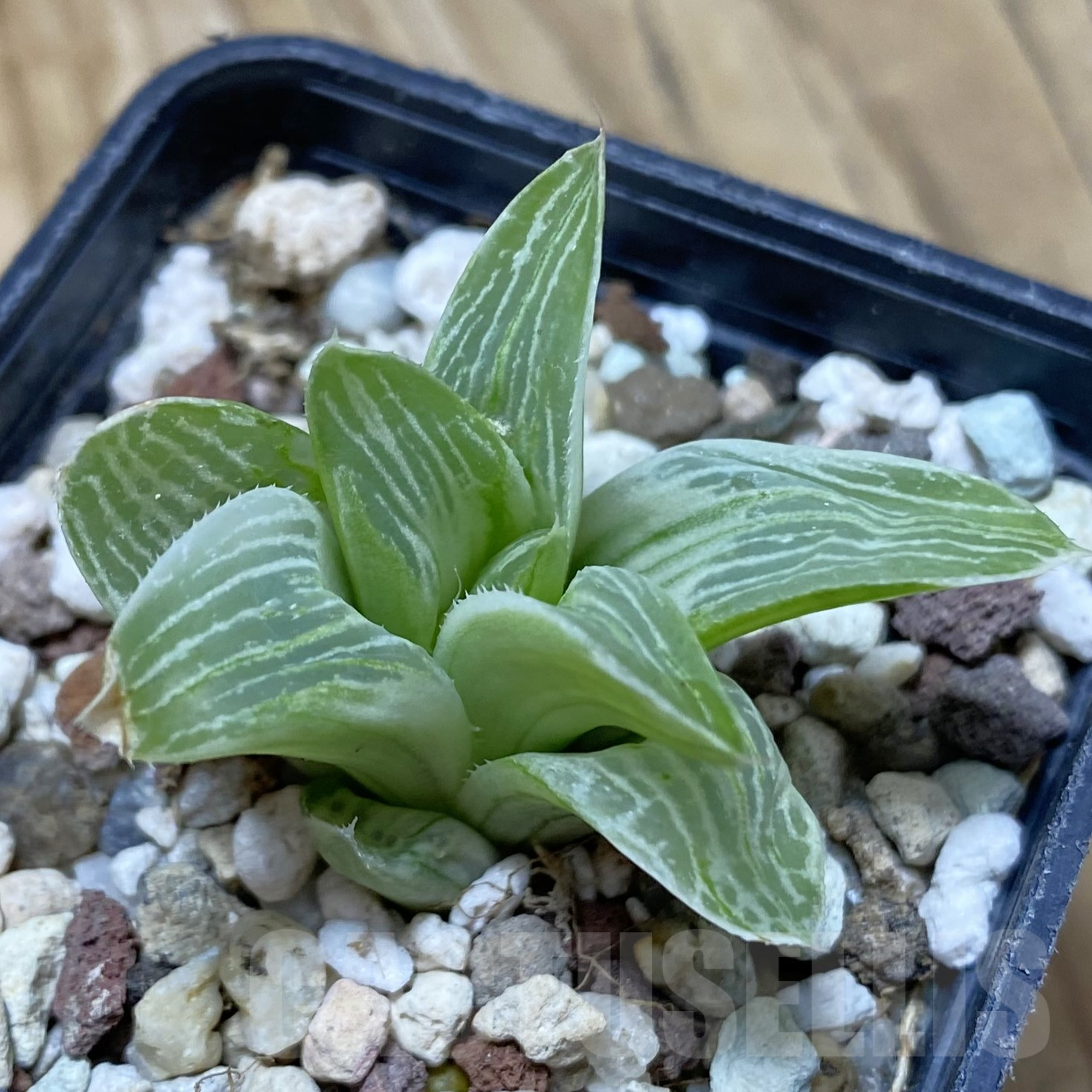 SH16249 Haworthia 'Milky way' - Image 2