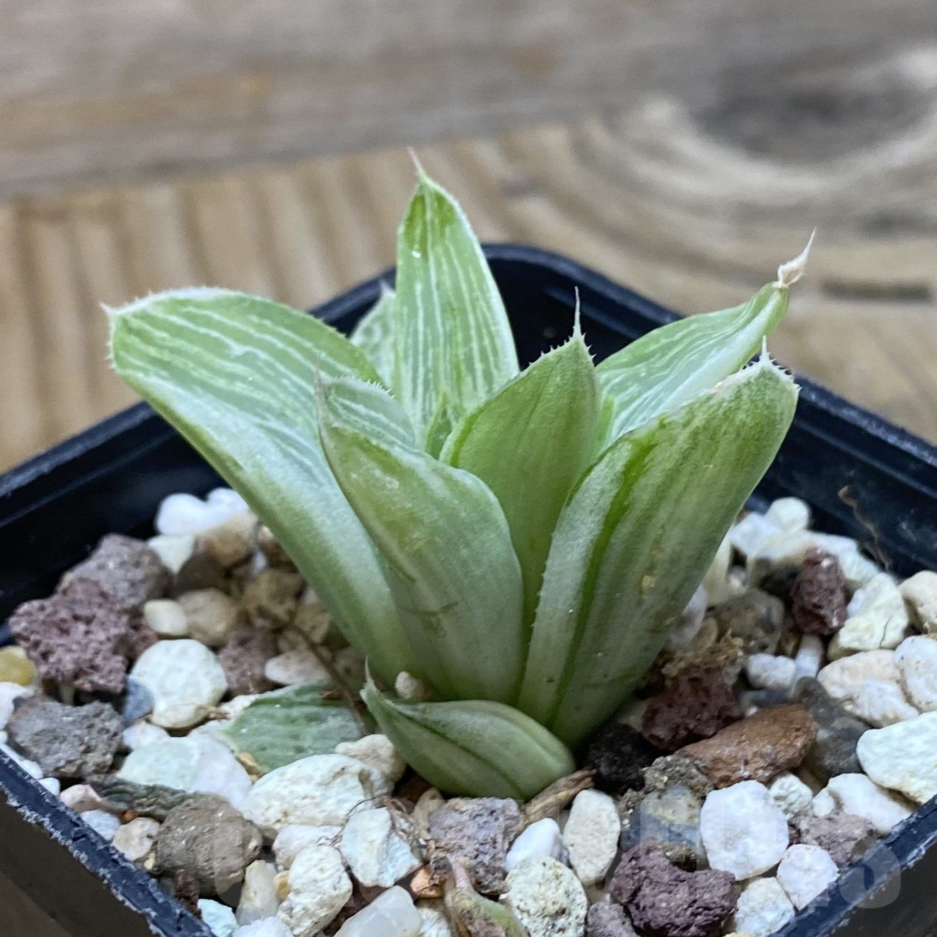 SH16249 Haworthia 'Milky way' - Image 3