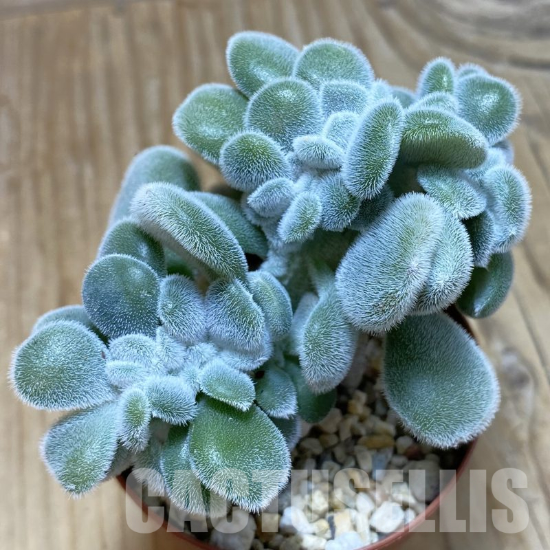 SH16251 Echeveria ‘Frosty’ f. cristata