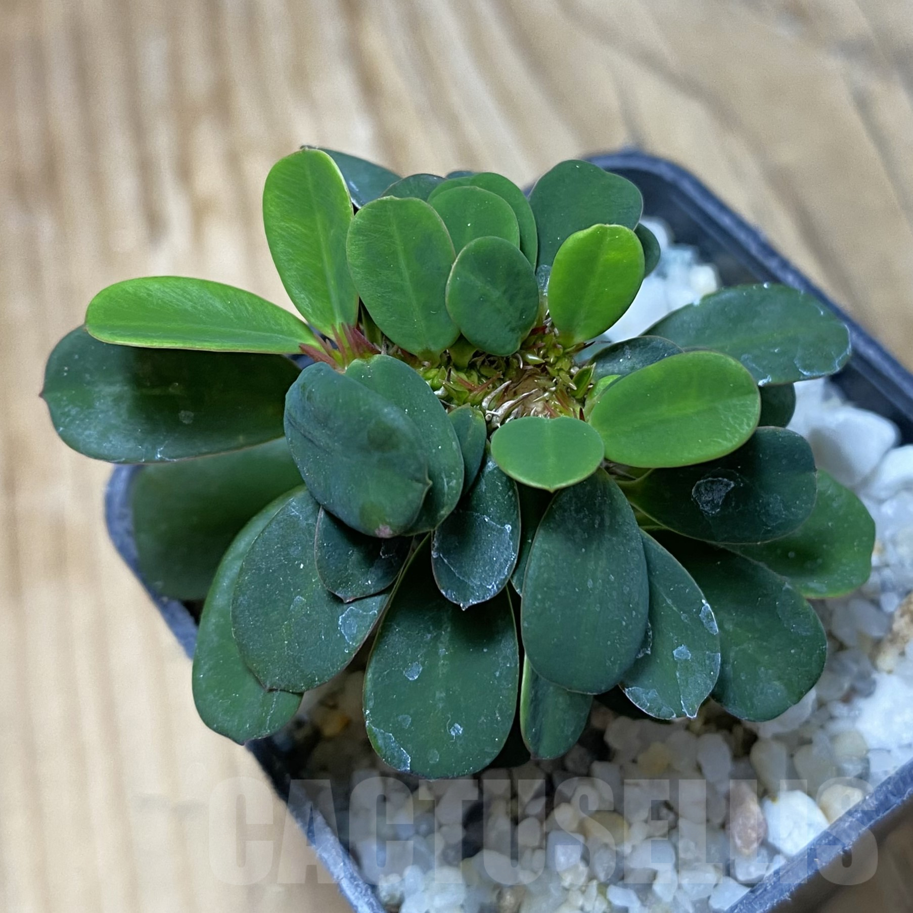 SH16252 Euphorbia milii f. cristata