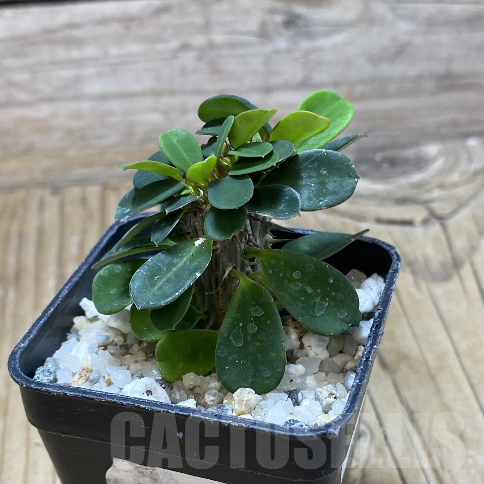 SH16252 Euphorbia milii f. cristata - Imagen 2