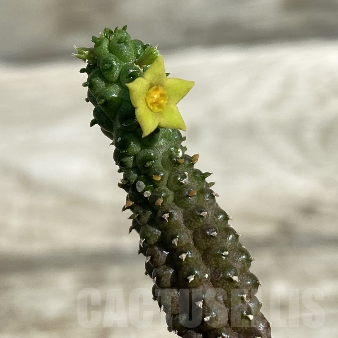 SH16426 Echidnopsis cereiformis