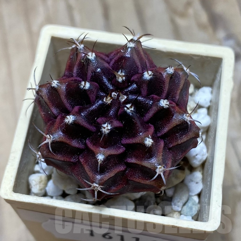 SH16116 Gymnocalycium mihanovichii ‘Black Widow’ x ‘Day Dream’