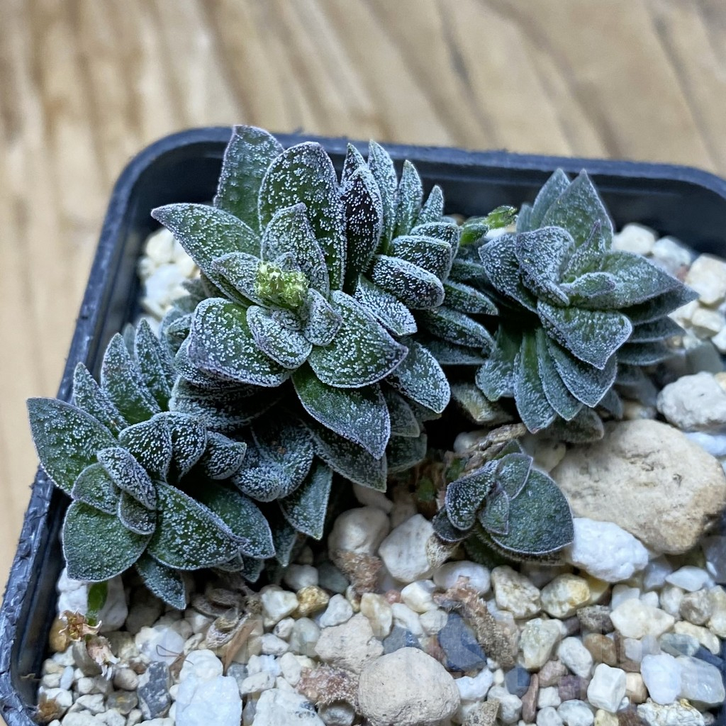 SH16146 Crassula ausensis hybrid