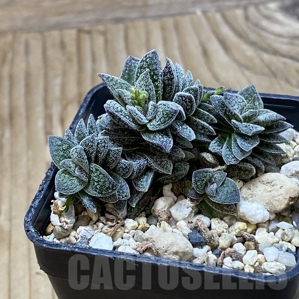 SH16146 Crassula ausensis hybrid - Image 2