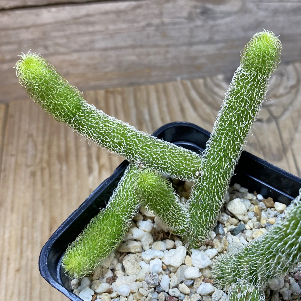 SH16148 Stapelianthus pilosus - Obrázek 2