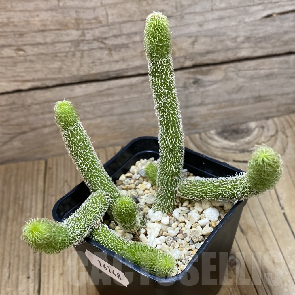 SH16148 Stapelianthus pilosus - Obrázek 3