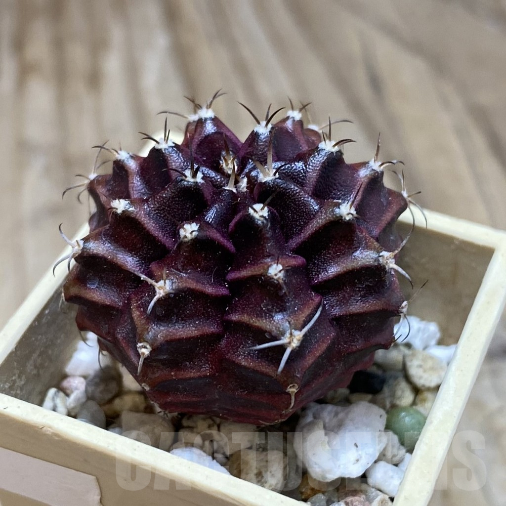 SH16116 Gymnocalycium mihanovichii ‘Black Widow’ x ‘Day Dream’ - Obrázek 2