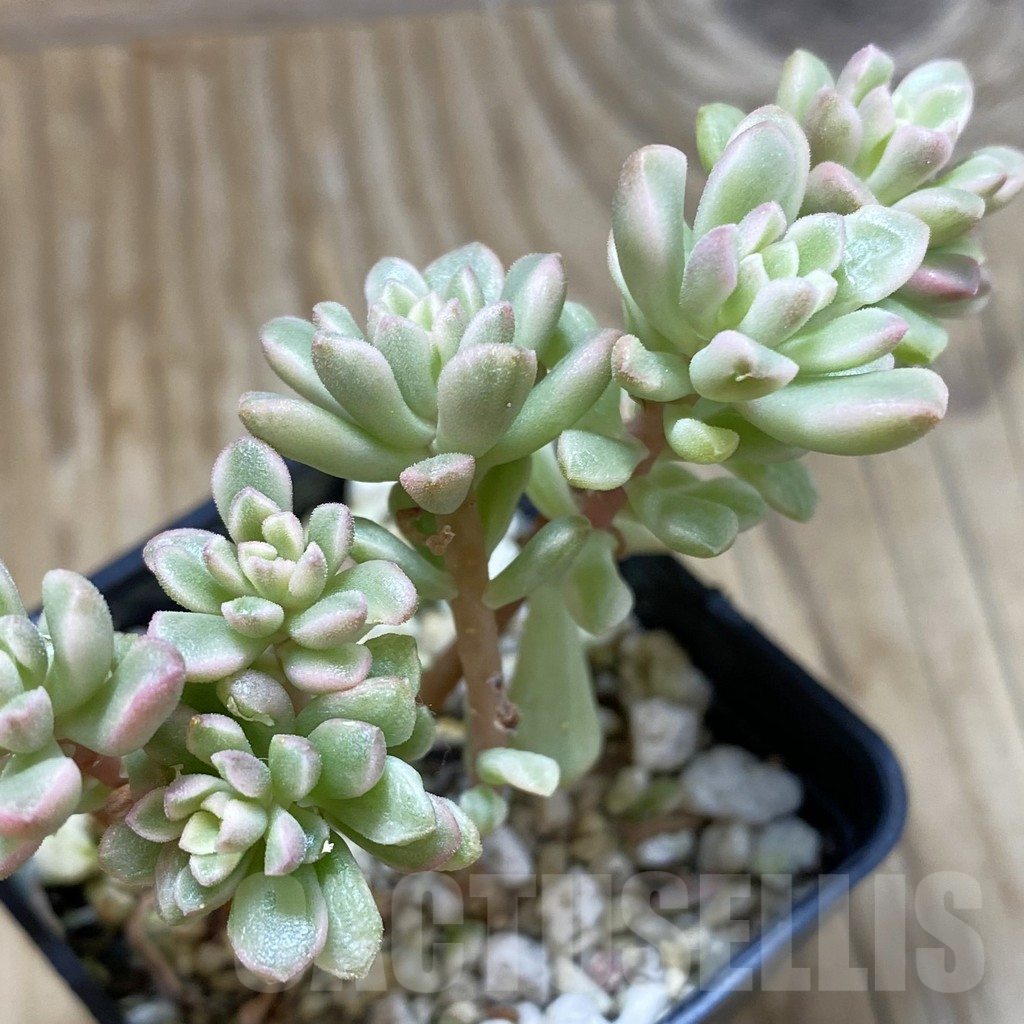 SH16149 Sedum ‘Joyce Tulloch’ f. variegata