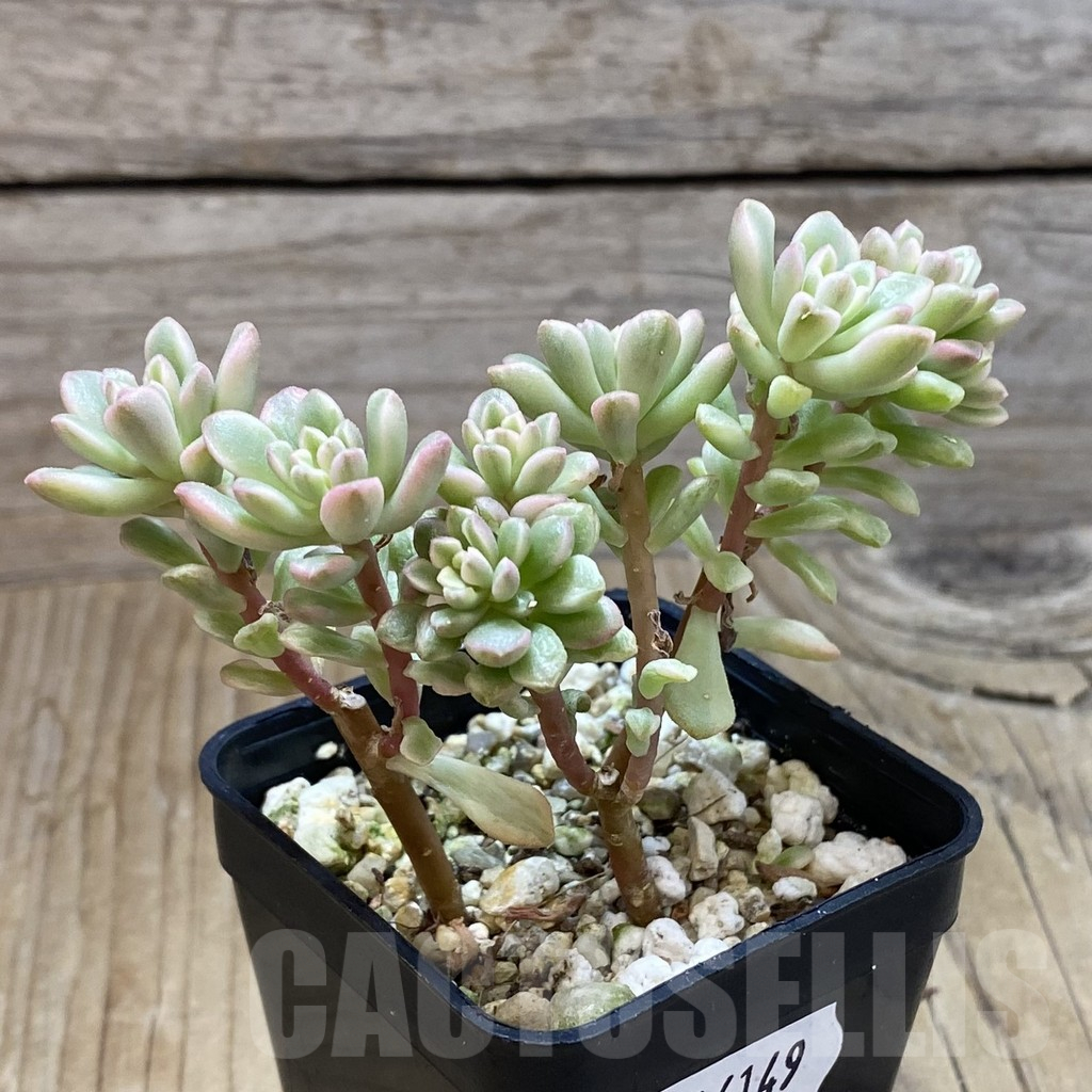 SH16149 Sedum ‘Joyce Tulloch’ f. variegata - Obrázek 2