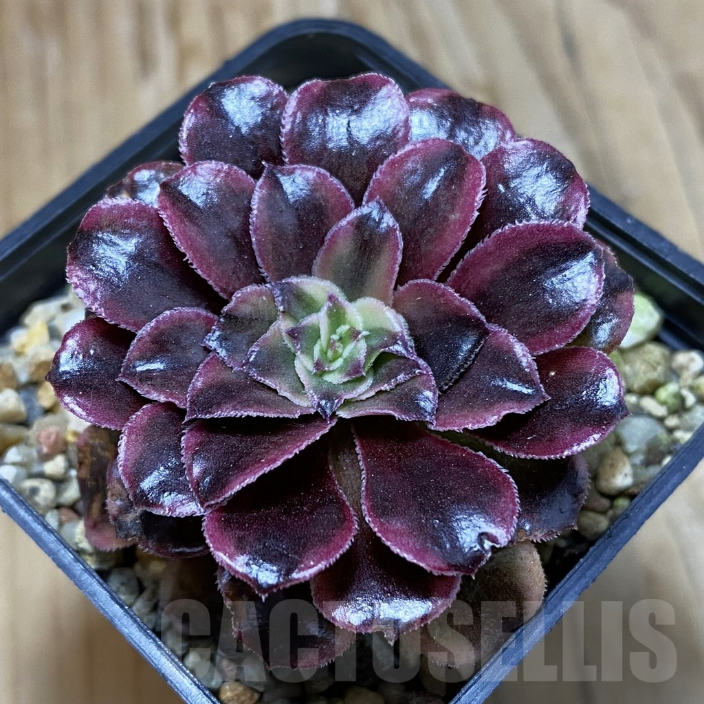 SH16150 Aeonium 'Super Bang'