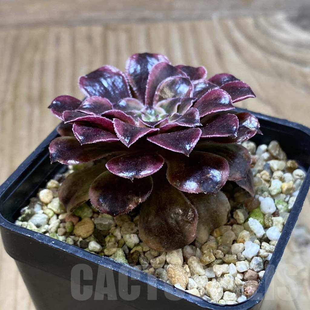 SH16150 Aeonium 'Super Bang' - Image 2