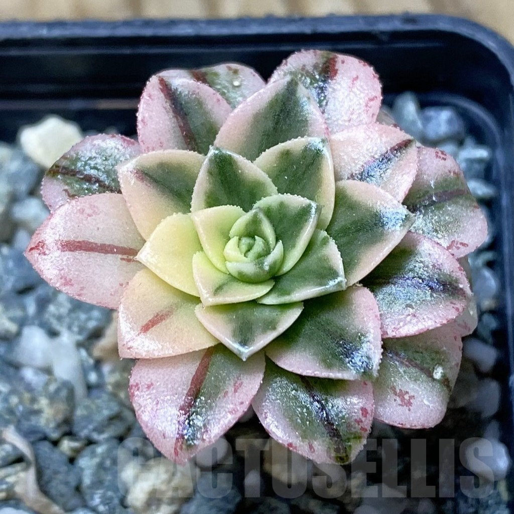 SH16151 Aeonium ‘Sunburst’ f. variegata