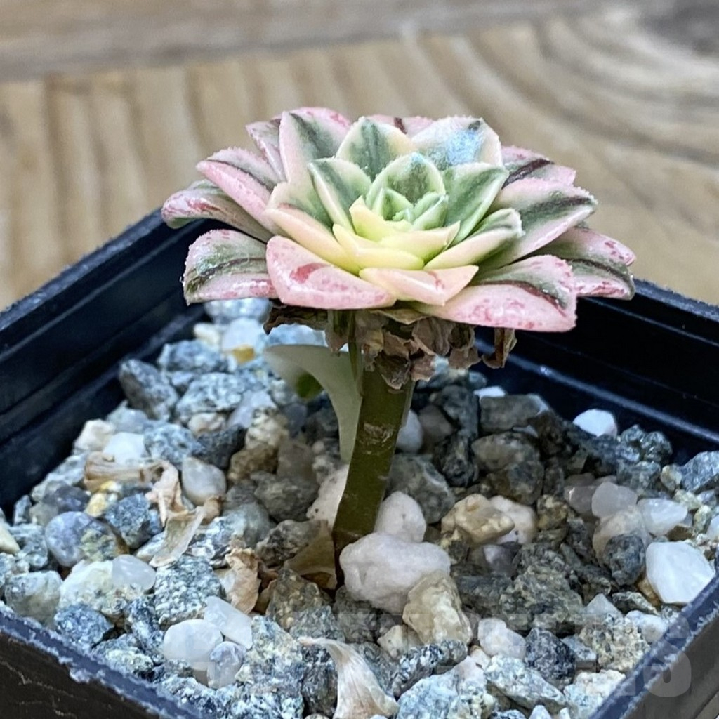 SH16151 Aeonium ‘Sunburst’ f. variegata - immagine 2