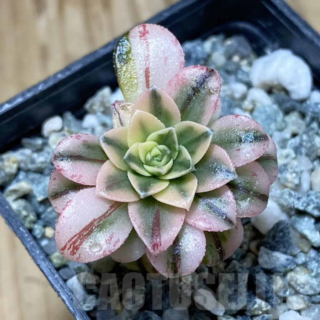 SH16152 Aeonium ‘Sunburst’ f. variegata