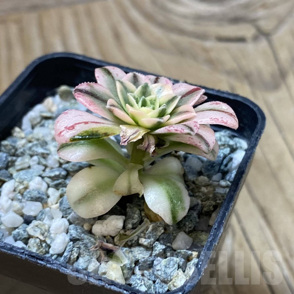 SH16152 Aeonium ‘Sunburst’ f. variegata - Image 2