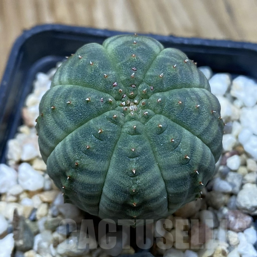 SH16153 Euphorbia obesa