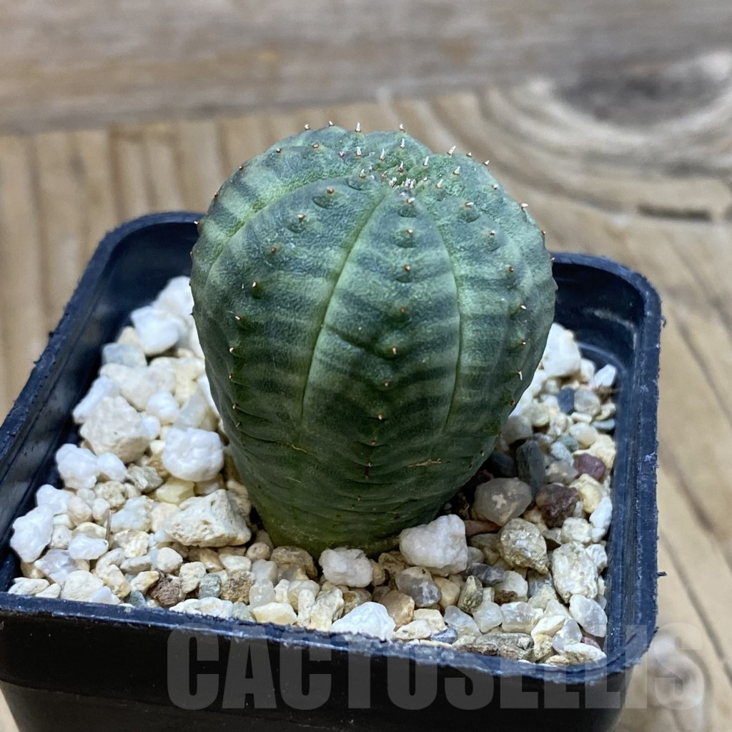 SH16153 Euphorbia obesa - immagine 2