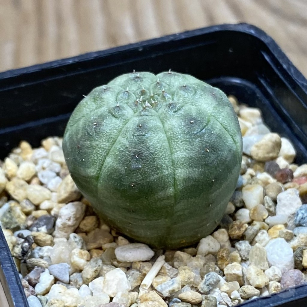 SH16154 Euphorbia symmetrica - Image 2