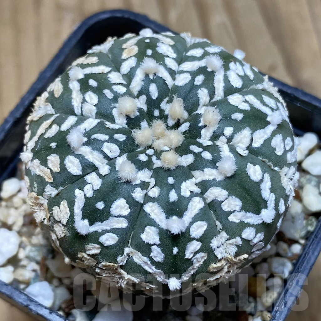 SH16117 Astrophytum asterias ‘Super Kabuto’ V-type