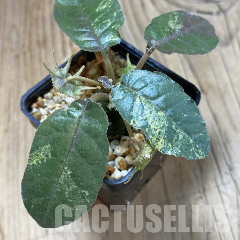 SH16156 Dorstenia foetida f. variegata