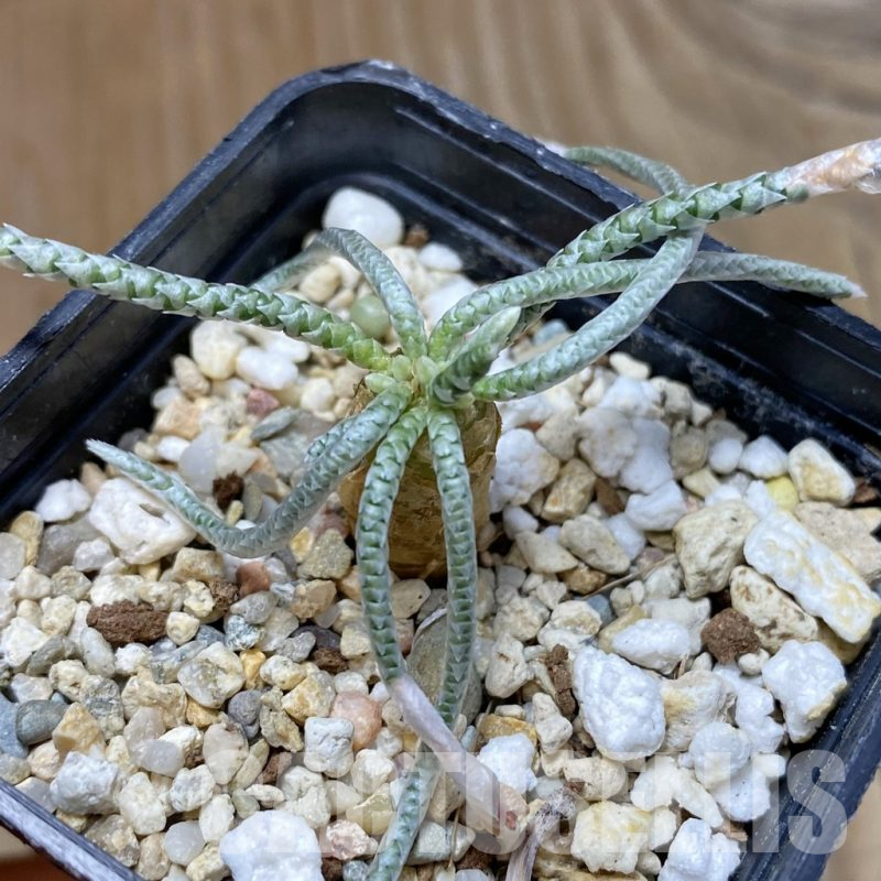 SH16158 Avonia quinaria, pink flower