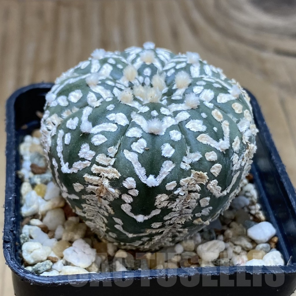 SH16117 Astrophytum asterias ‘Super Kabuto’ V-type - 画像 (2)
