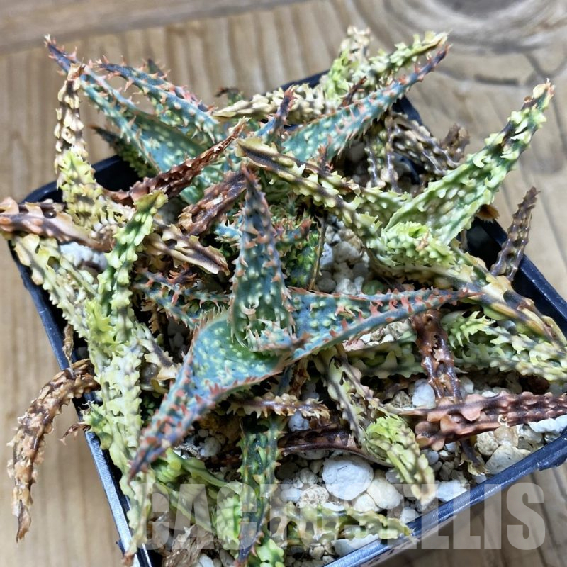 SH16162 Aloe TCT hybrid mix