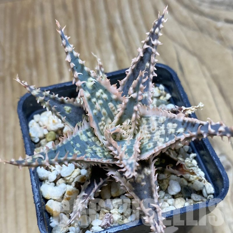 SH16163 Aloe TCT hybrid