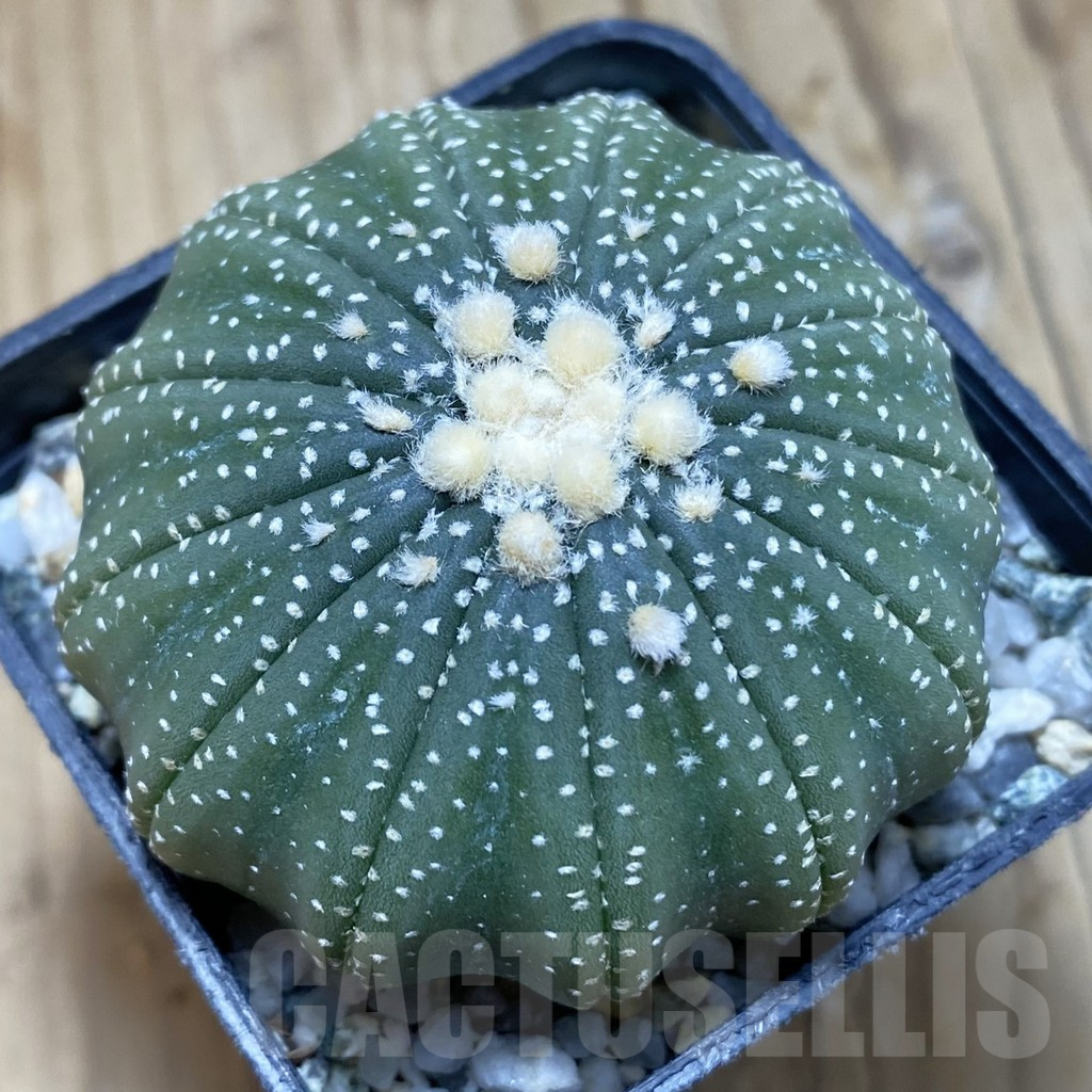 SH16118 Astrophytum asterias f. multicostatum