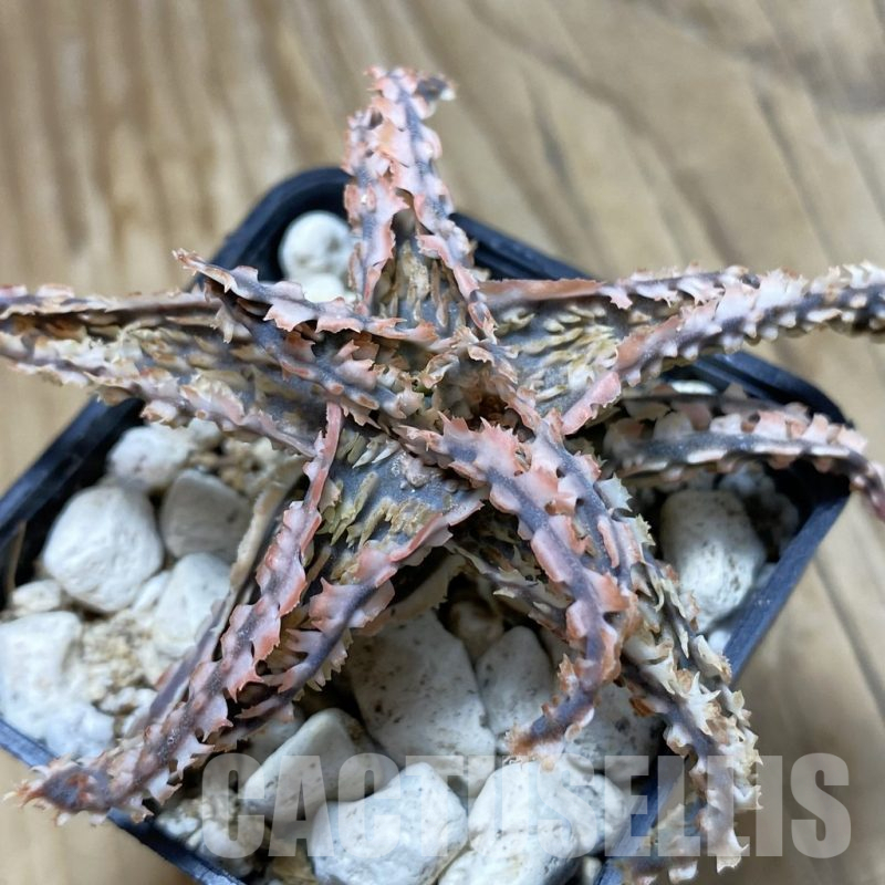 SH16165 Aloe TCT hybrid