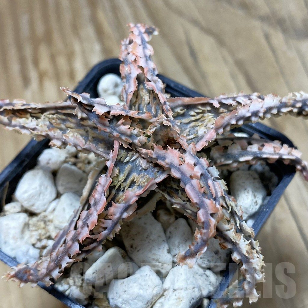 SH16165 Aloe TCT hybrid