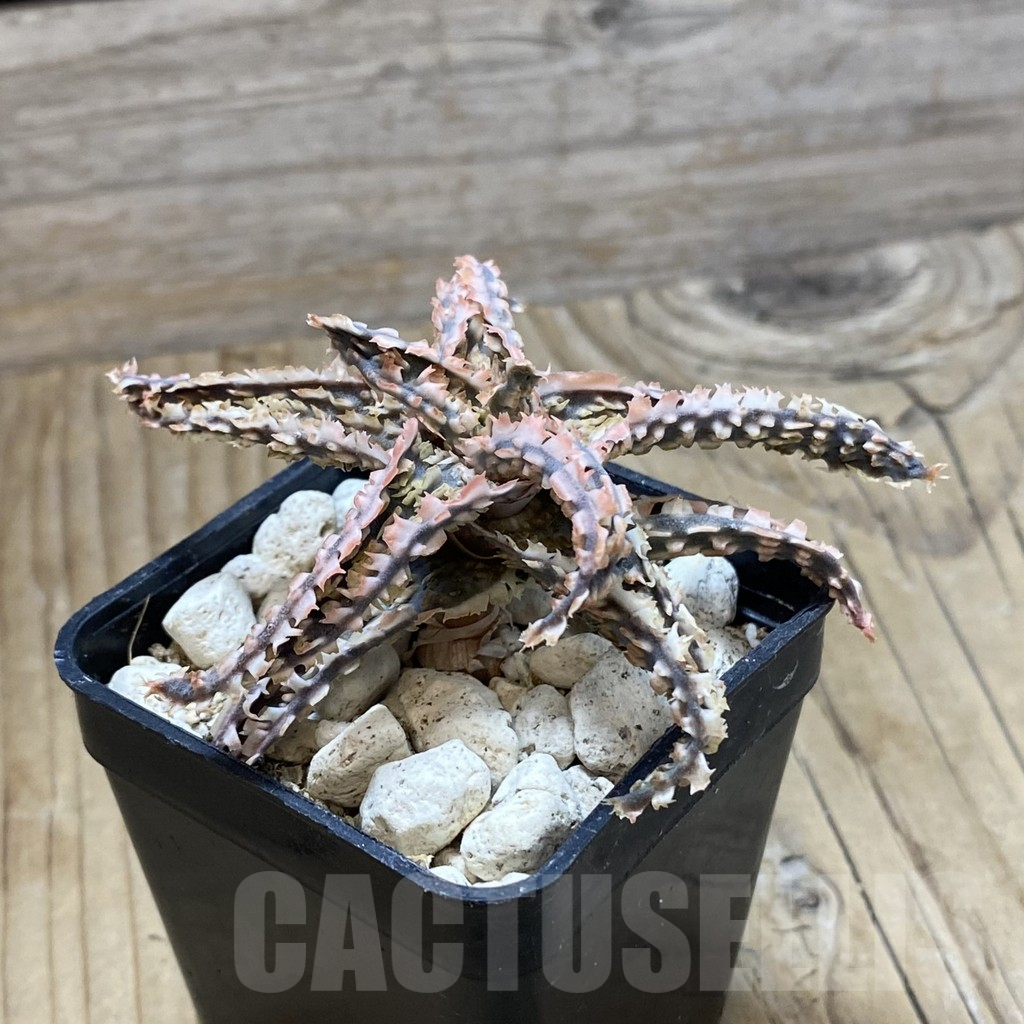 SH16165 Aloe TCT hybrid - Image 2