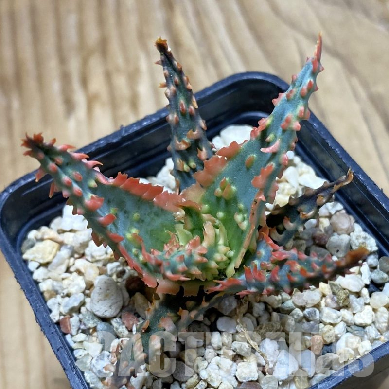 SH16166 Aloe TCT hybrid