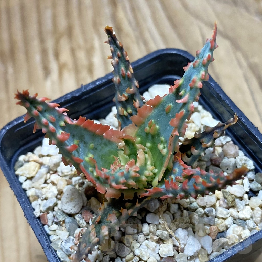 SH16166 Aloe TCT hybrid