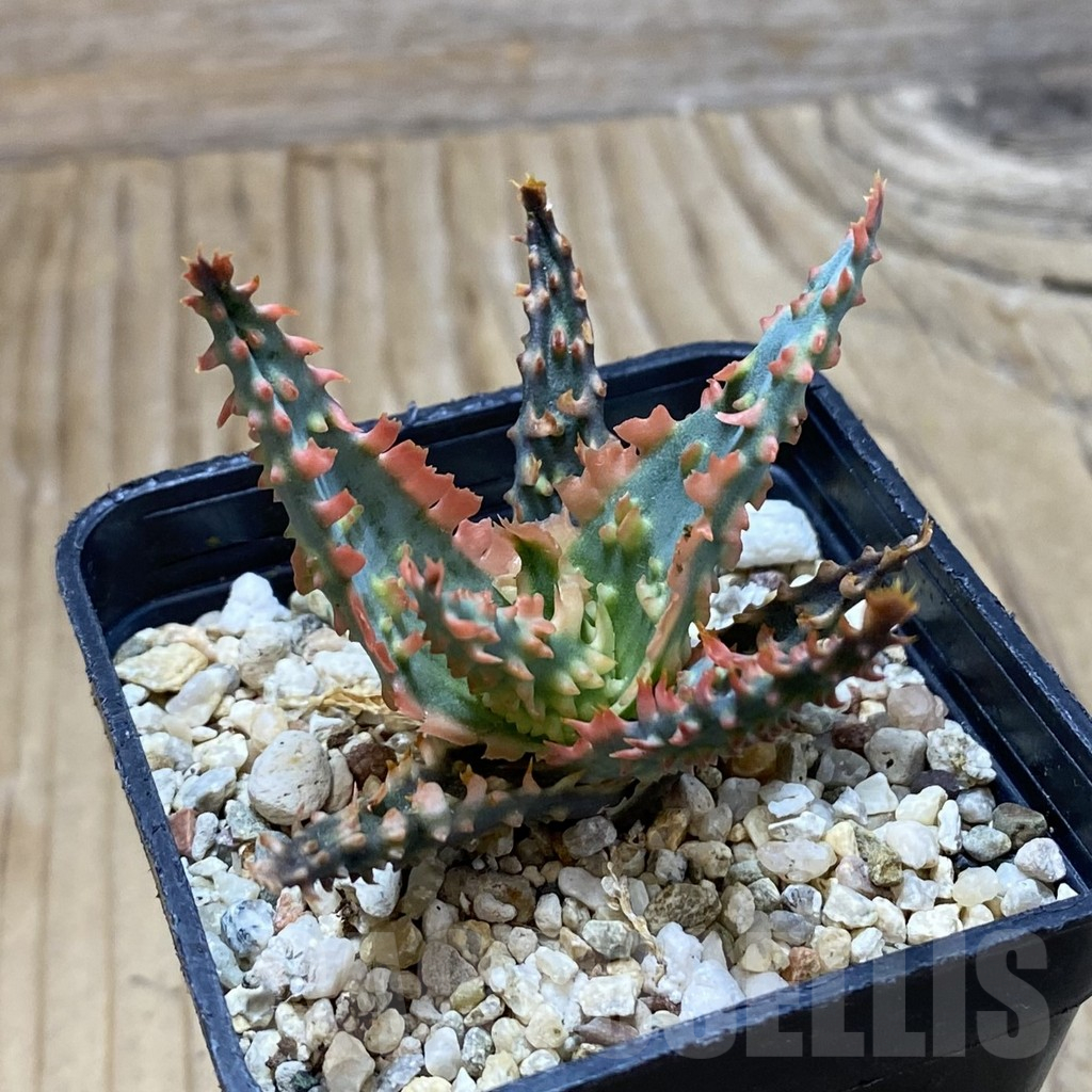 SH16166 Aloe TCT hybrid - 画像 (2)